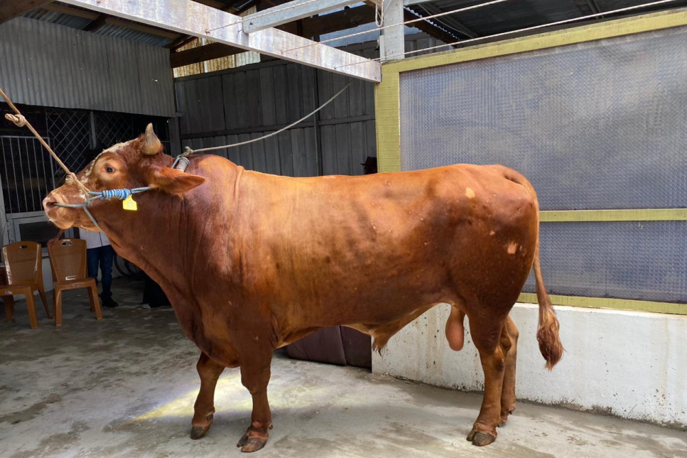 Sapi Simental Jantan