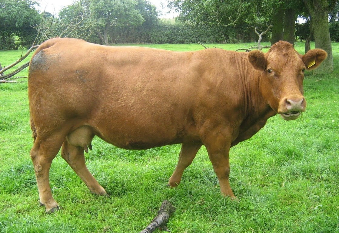 Kandang BMA FARM