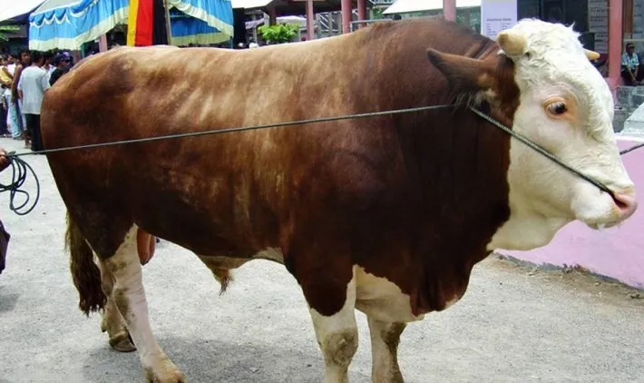 Sapi Simental Super