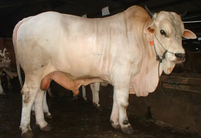 Kandang BMA FARM