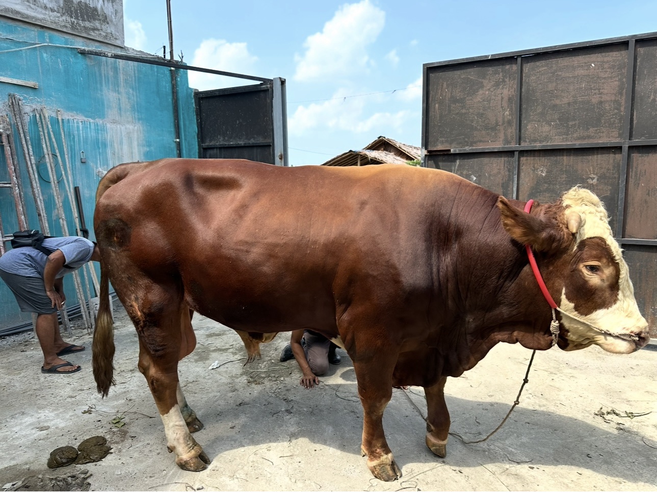 Sapi Peranakan Ongole